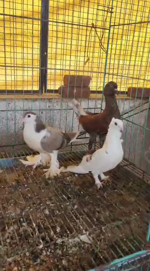 Chotiyal Pigeon, farm video