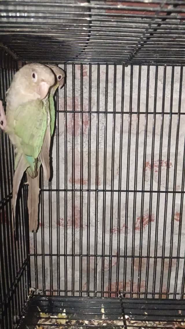 Small Cheek Conure, farm video