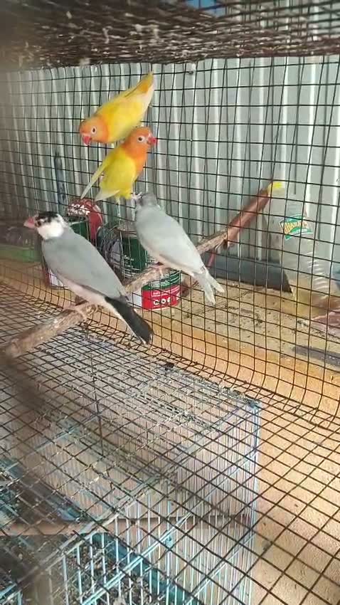 African Love Birds, farm video