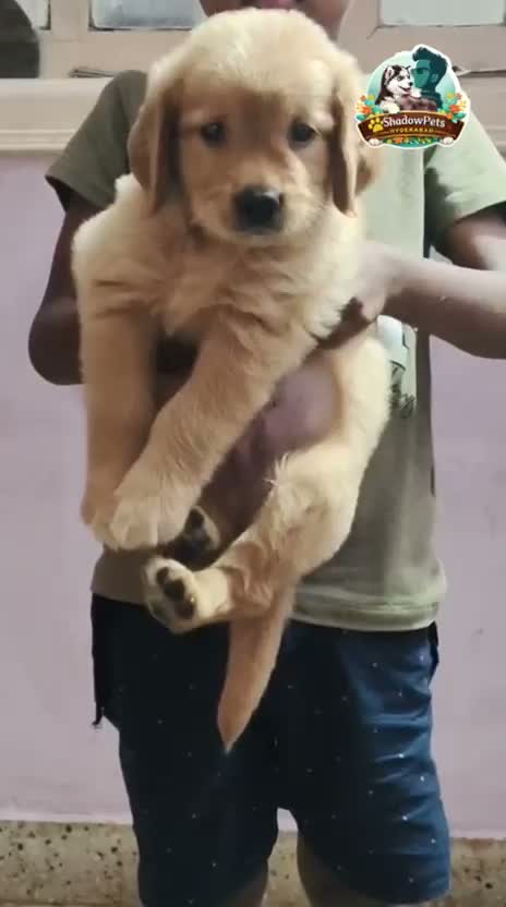 Golden Retriever, farm video