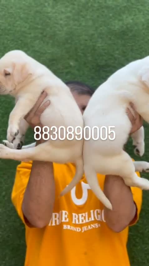 Beagle Black & Tan Puppy, farm video