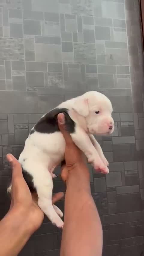 American Bully Pocket Size Puppy, farm video