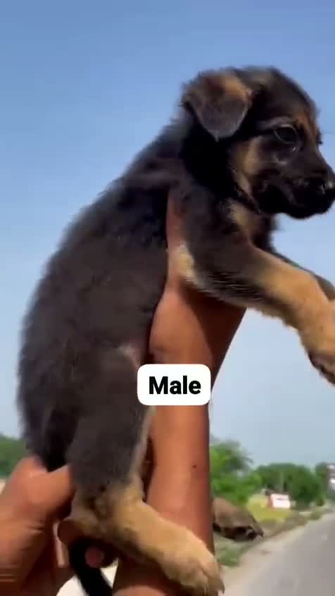German Shepherd Puppy, farm video