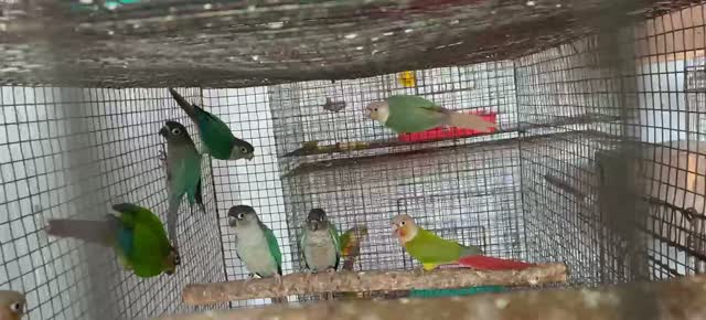 Small Cheek Conure, farm video