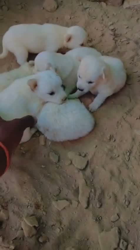 Culture Pom Puppy, farm video