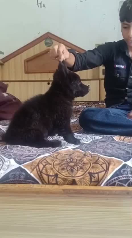 German Shepherd Puppy, farm video
