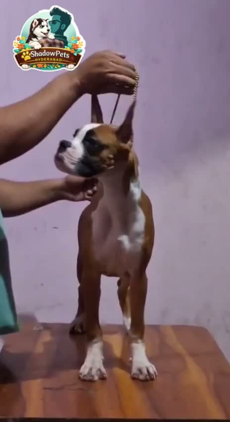 Boxer Puppy, farm video