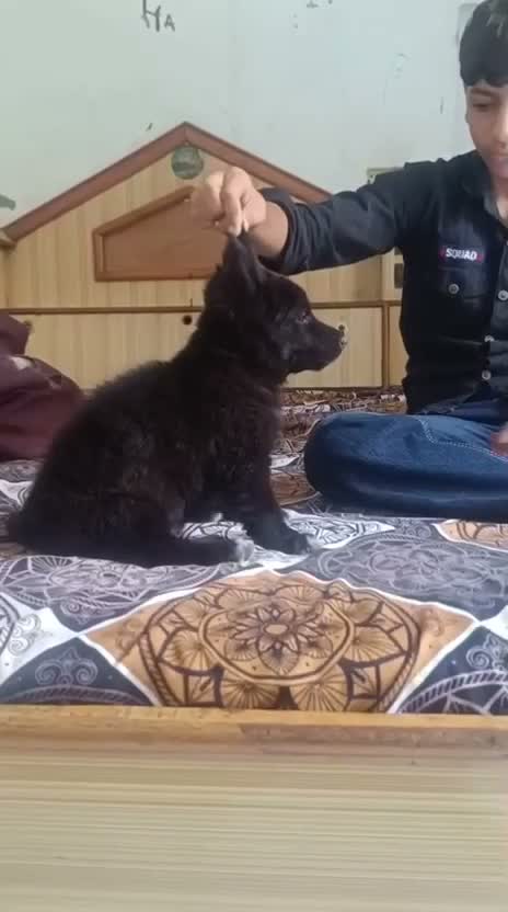 German Shepherd Puppy, farm video
