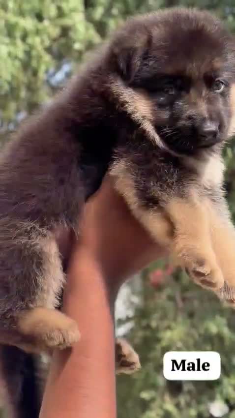 German Shepherd Puppy, farm video