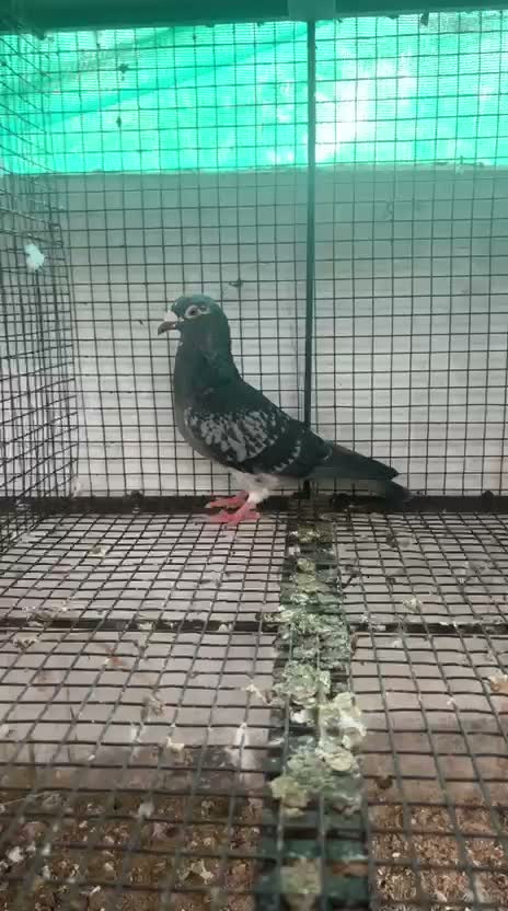 Chotiyal Pigeon, farm video