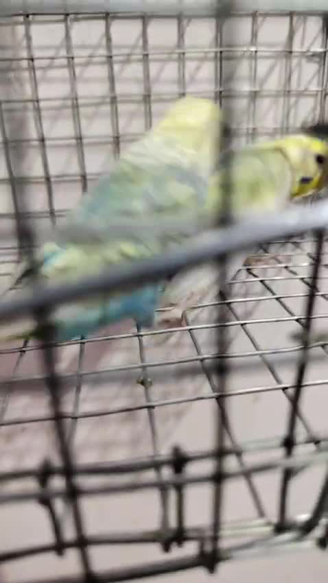 Budgies, farm video