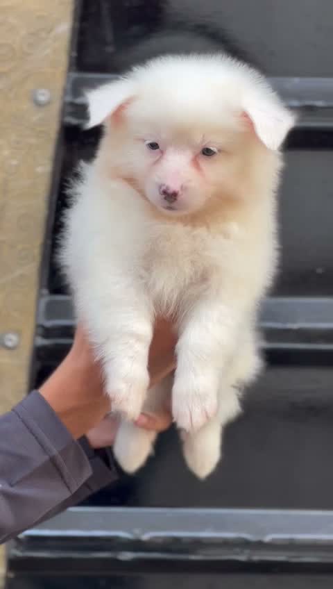 Culture Pom Puppy, farm video