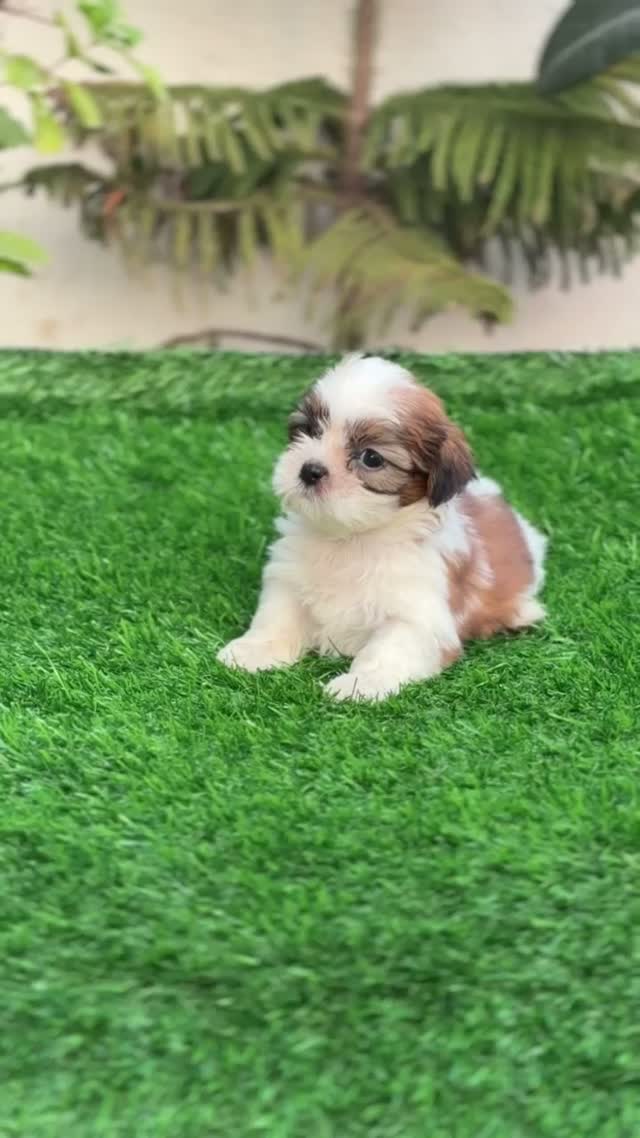 Shih Tzu | Black Color, farm video
