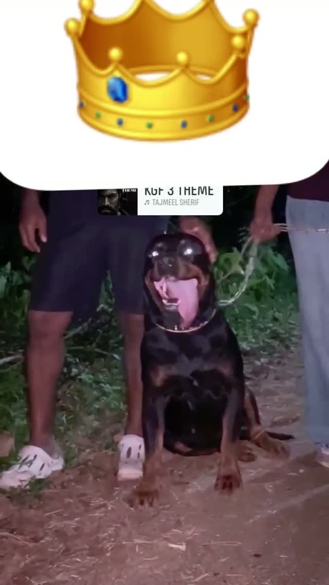 Rottweiler Puppy, farm video
