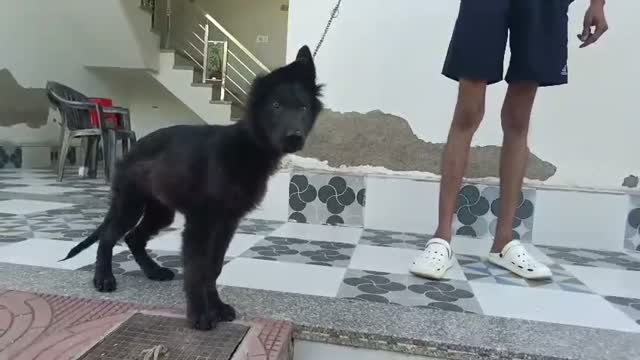 German Shepherd Puppy, farm video