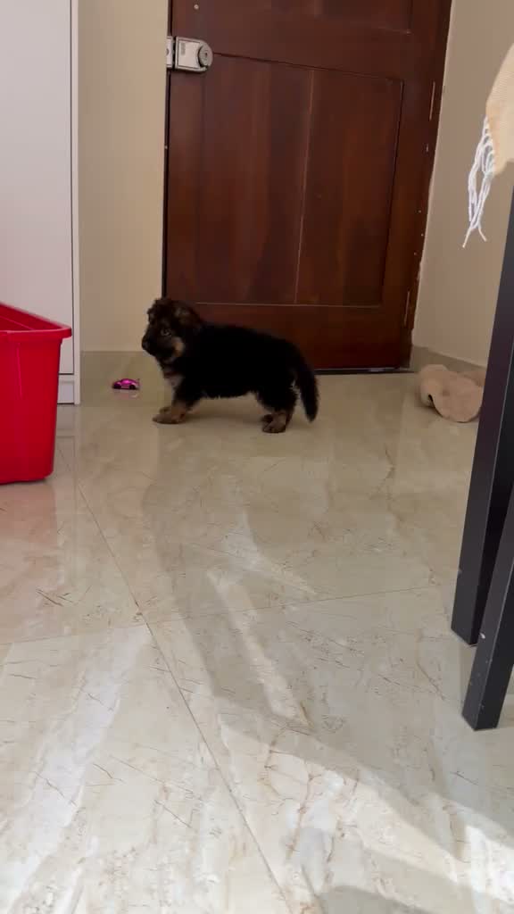 German Shepherd Puppy, farm video