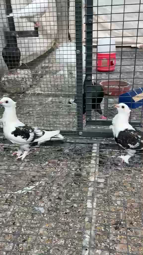Satin Pigeon, farm video