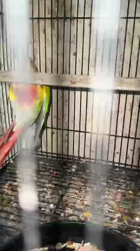 Small Cheek Conure, farm video