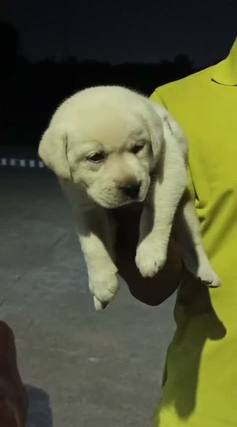 Beagle Black & Tan Puppy, farm video