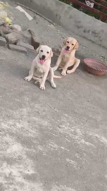 Beagle Black & Tan Puppy, farm video