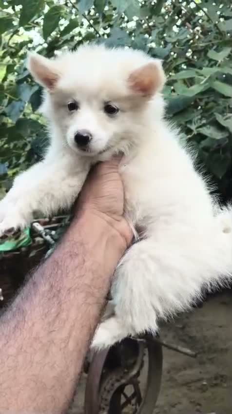 Pomeranian Puppy, farm video