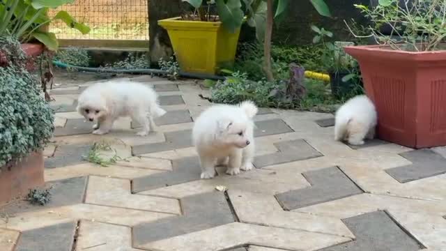 Pomeranian Puppy, farm video