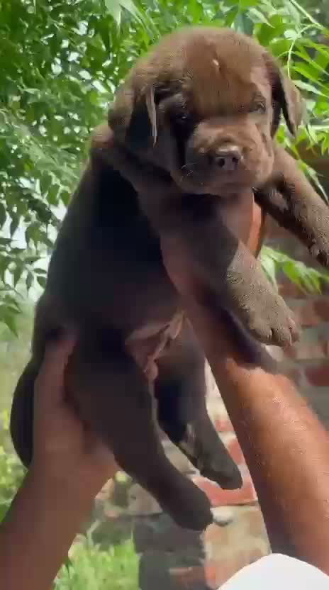 Beagle Black & Tan Puppy, farm video