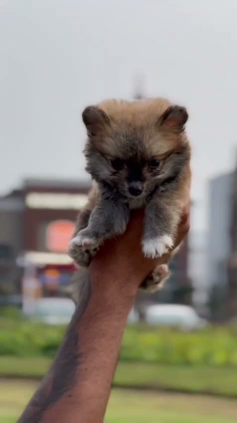 Culture Toy Pom Puppy, farm video