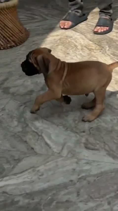 Tibetan Mastiff Puppy, farm video