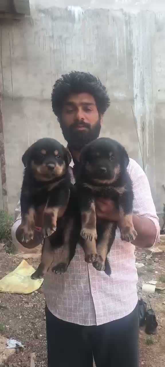 Rottweiler Puppy, farm video