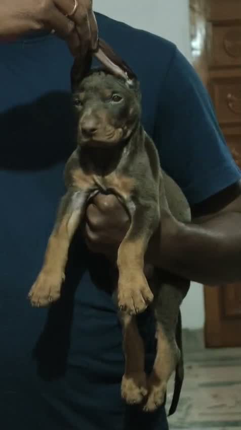 Doberman Pinscher Puppy, farm video