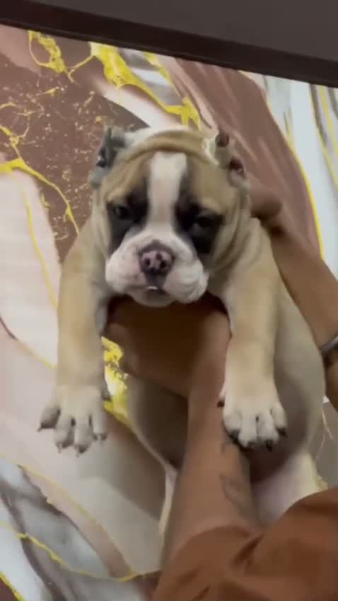 American Bully Pocket Size Puppy, farm video