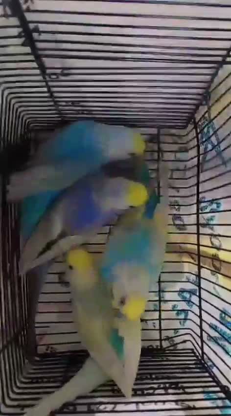 Budgies | Fallow, farm video
