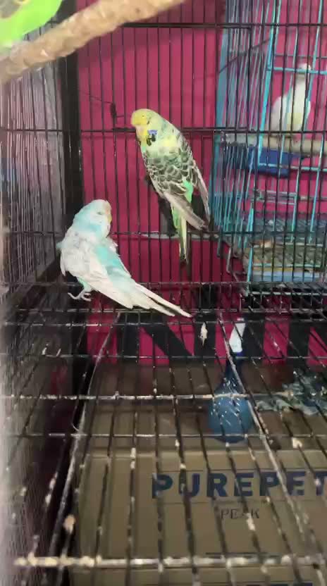 Exhibition Budgies, farm video