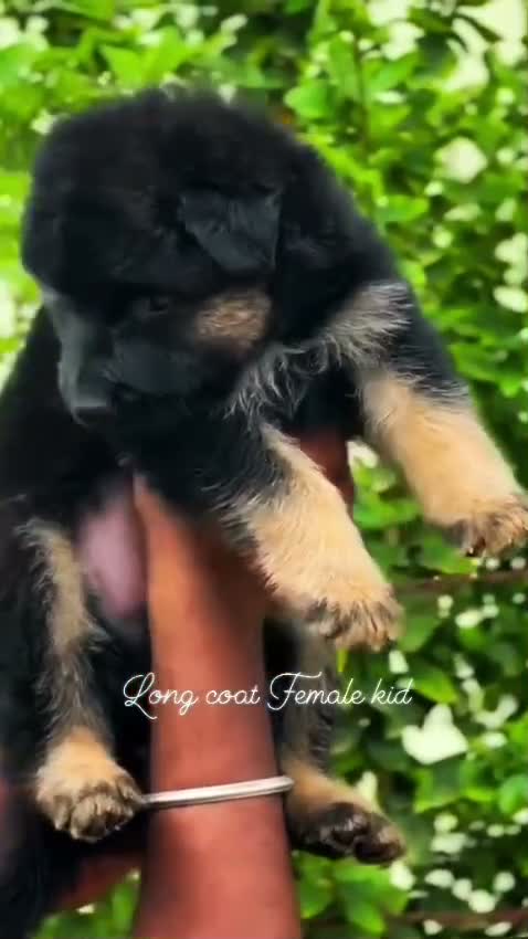 German Shepherd Puppy, farm video