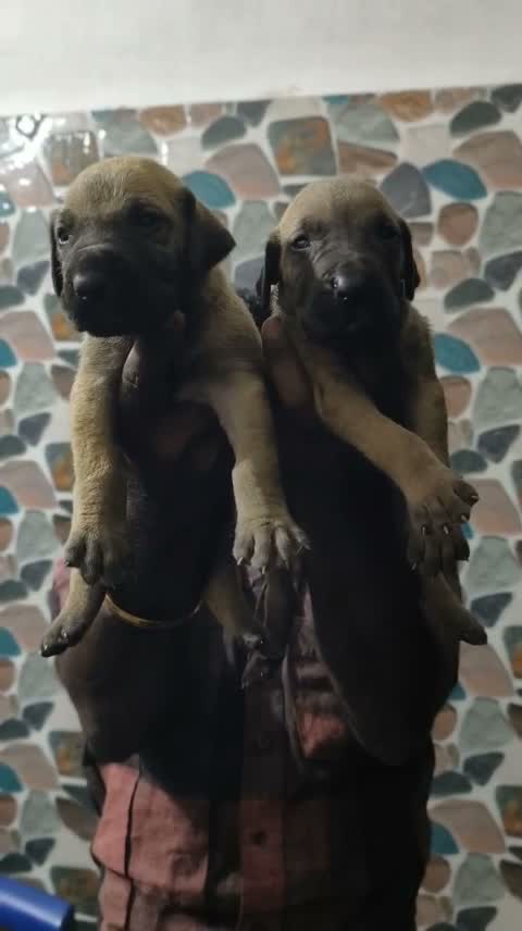 Great Dane Puppy, farm video