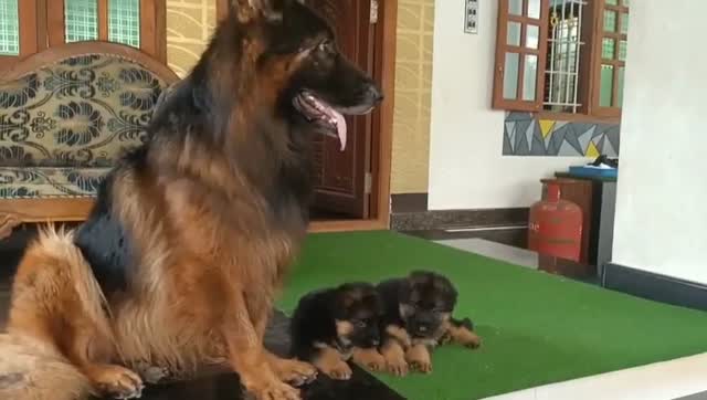 German Shepherd Puppy, farm video