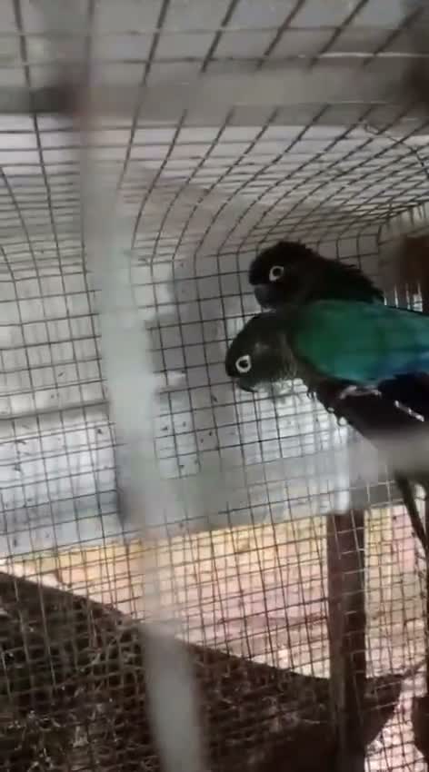 Small Cheek Conure, farm video
