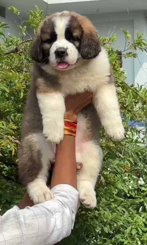 Saint Bernard Puppy, farm video