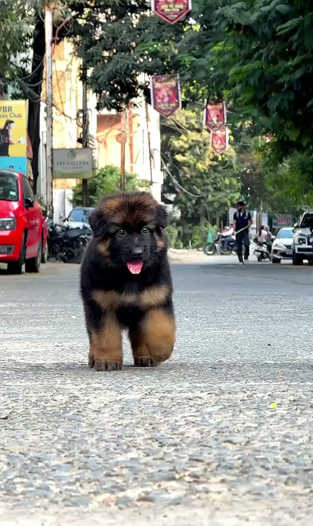 German Shepherd Puppy, farm video
