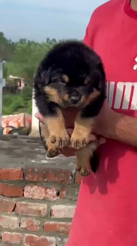 Rottweiler Puppy, farm video