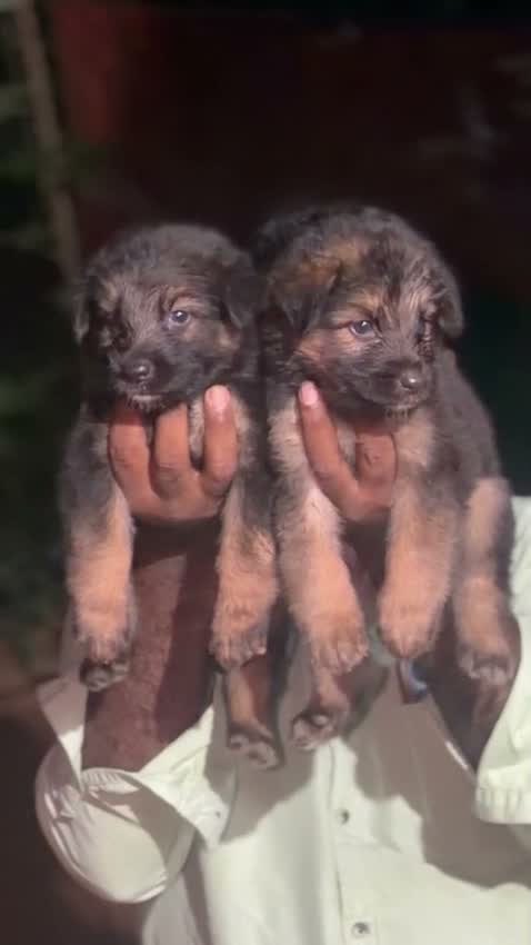 German Shepherd Puppy, farm video