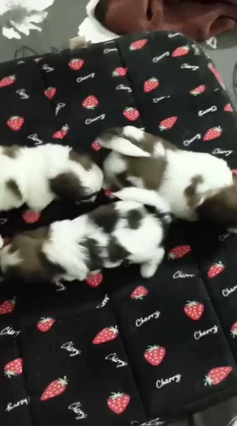 Shih Tzu | Black Color, farm video