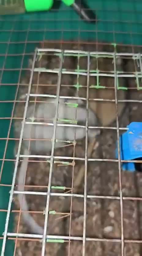 Gerbil, farm video