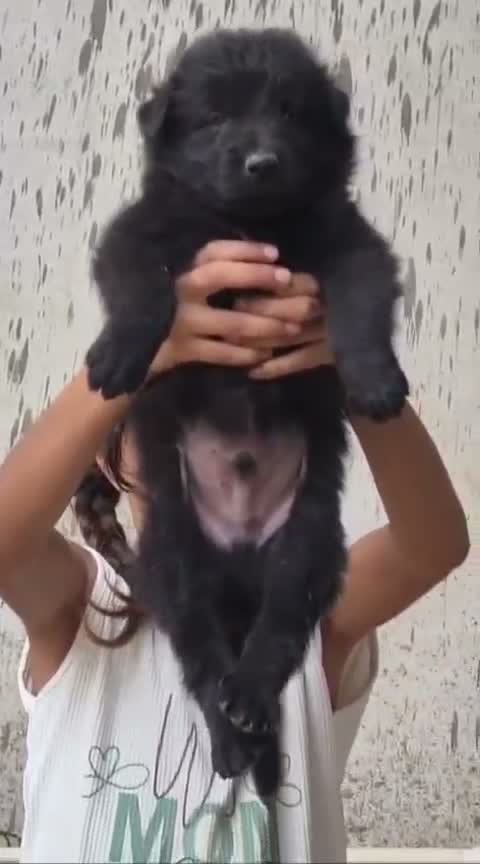 German Shepherd Puppy | Z Black, farm video