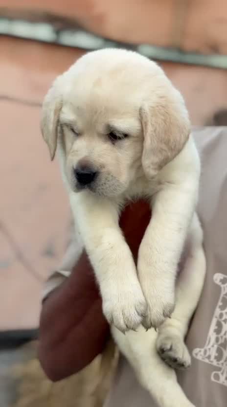 Beagle Black & Tan Puppy, farm video