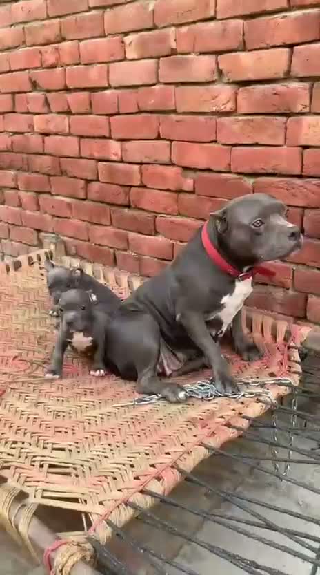 American Bully Pocket Size Puppy, farm video