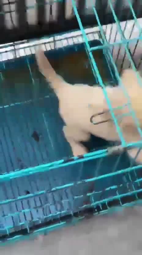 Pomeranian Puppy, farm video