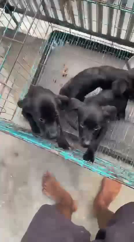 Beagle Black & Tan Puppy, farm video
