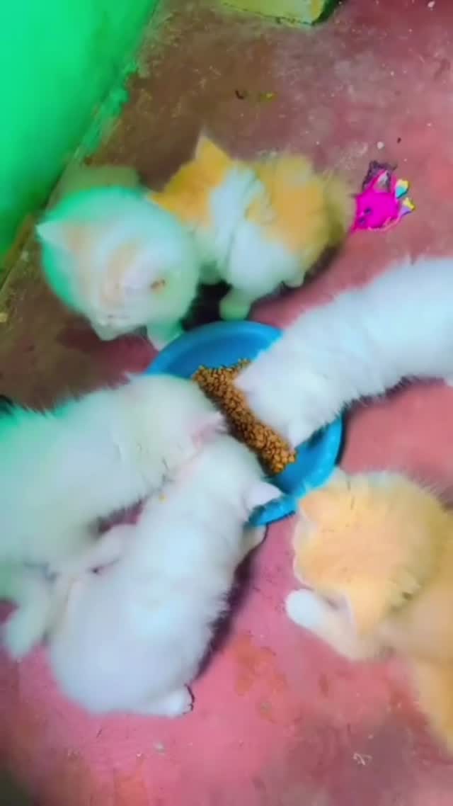 Persian, farm video